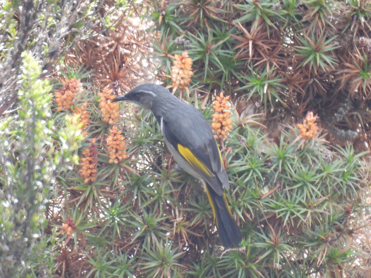 Crescent Honeyeater - ML610857078