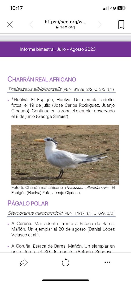 Charrán Real Africano - ML610857163