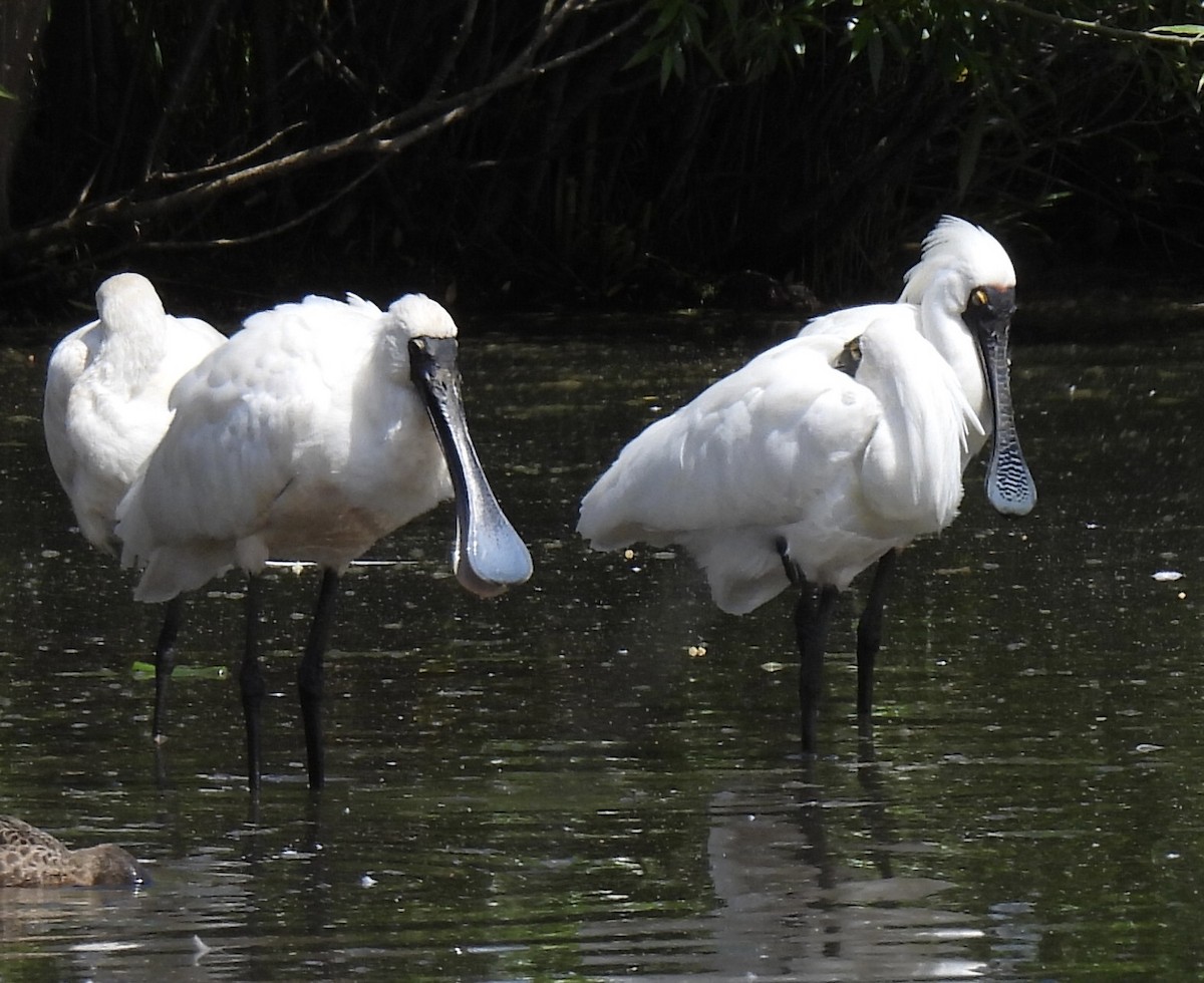 Royal Spoonbill - ML610857289