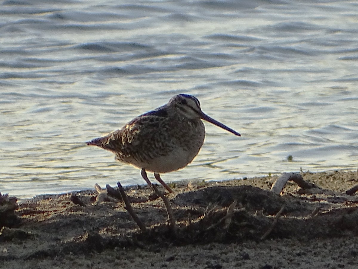 Latham's Snipe - ML610857346