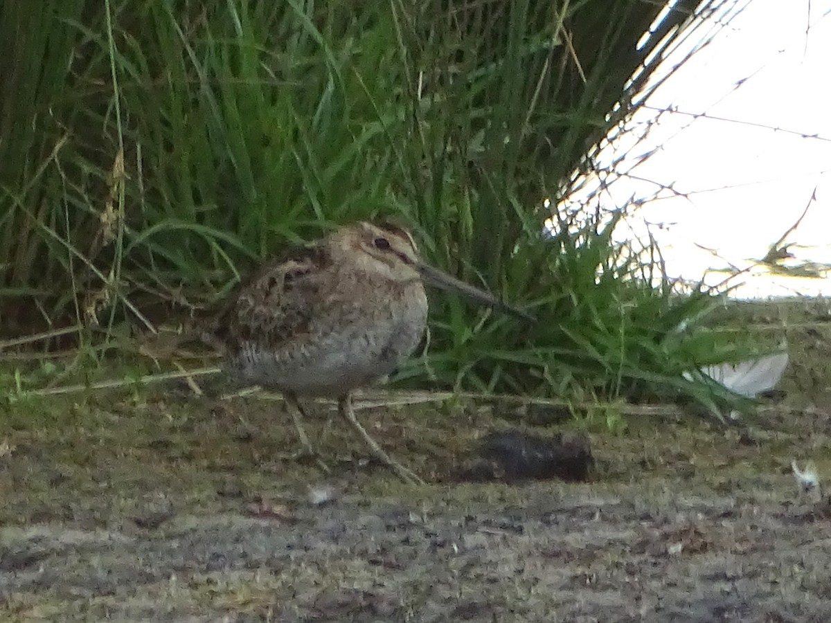 Latham's Snipe - ML610857348