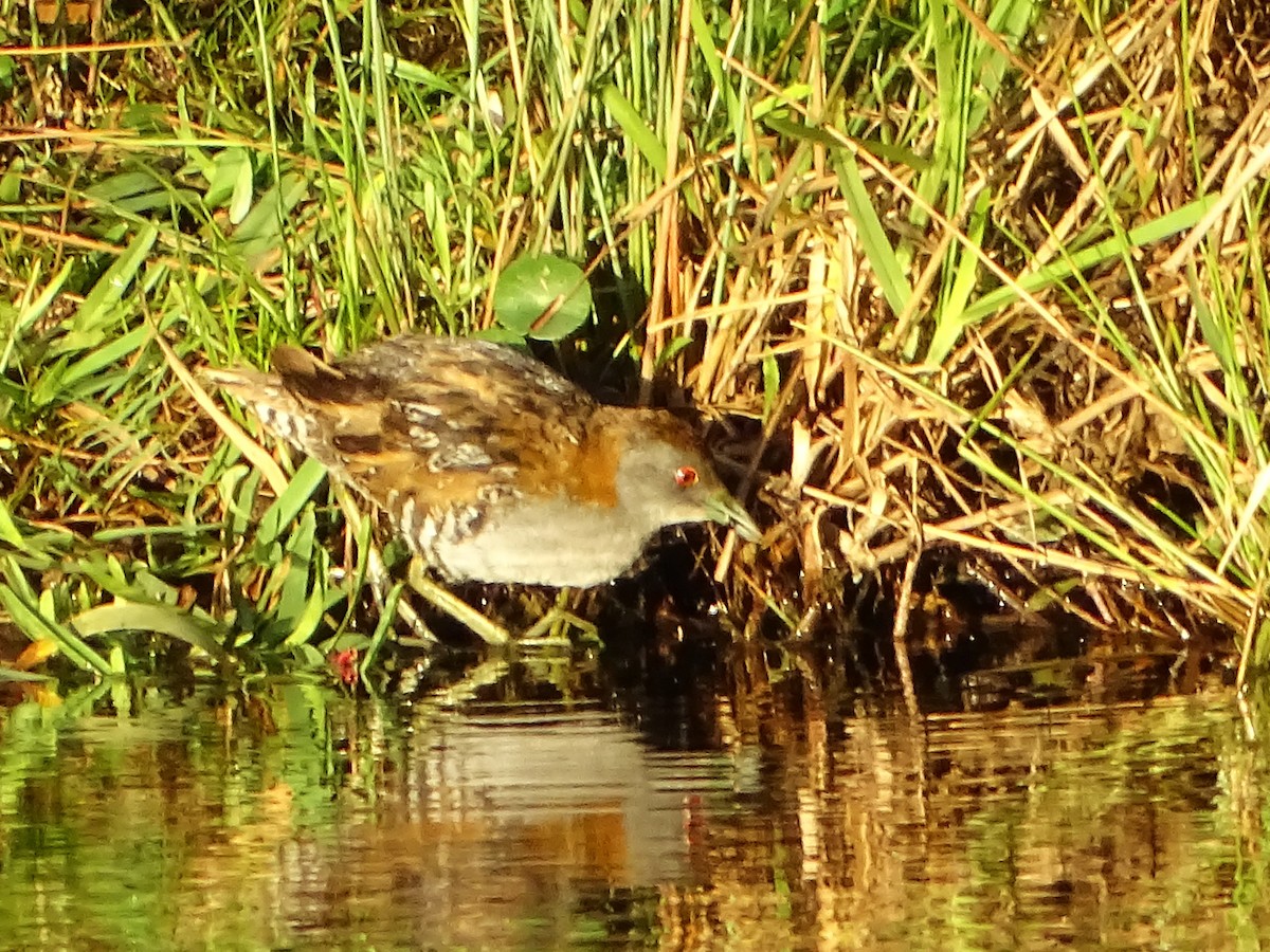 Baillon's Crake - ML610857354