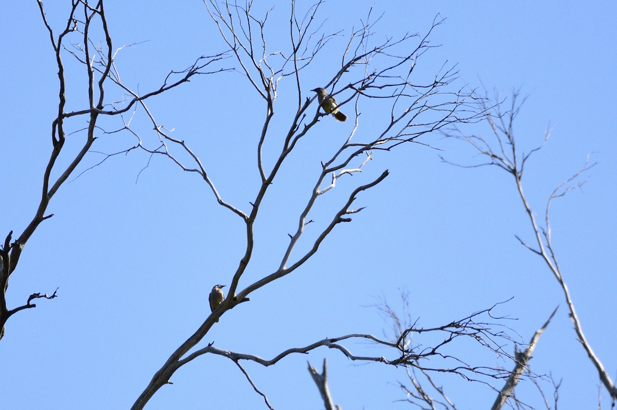 Red Wattlebird - ML610857432