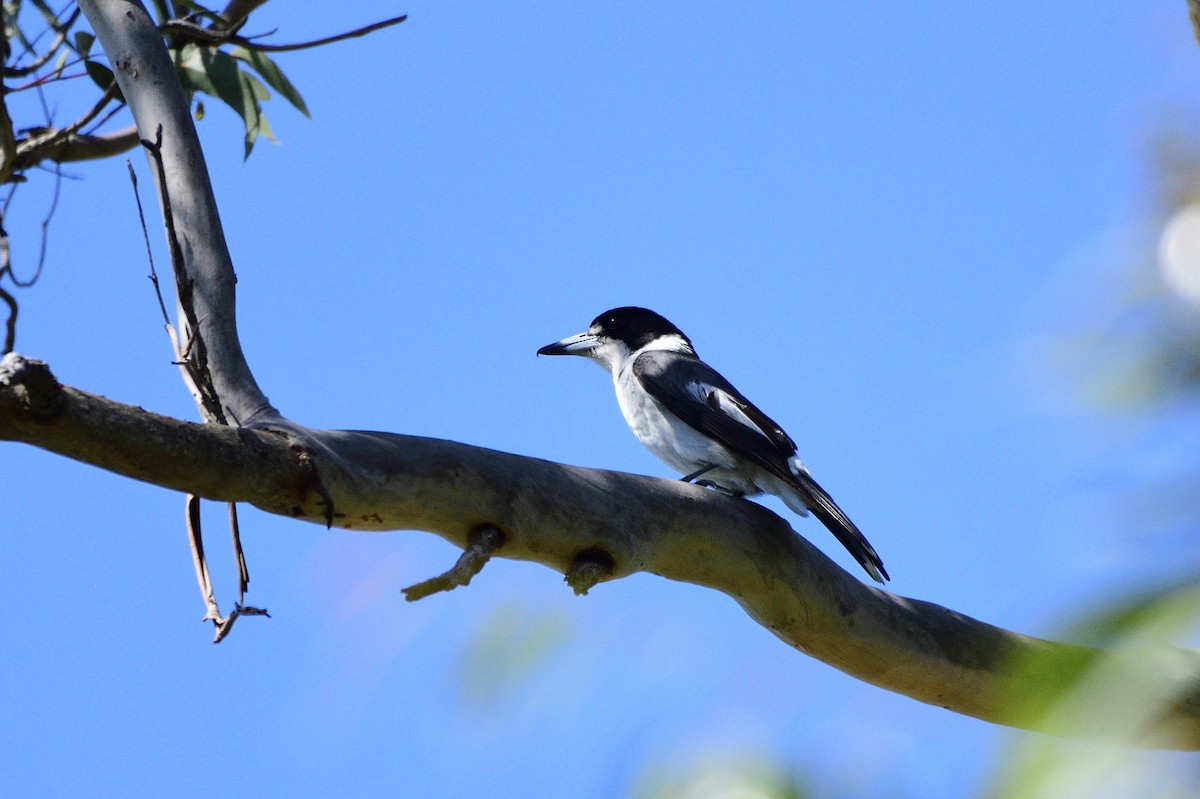 Gray Butcherbird - ML610857438