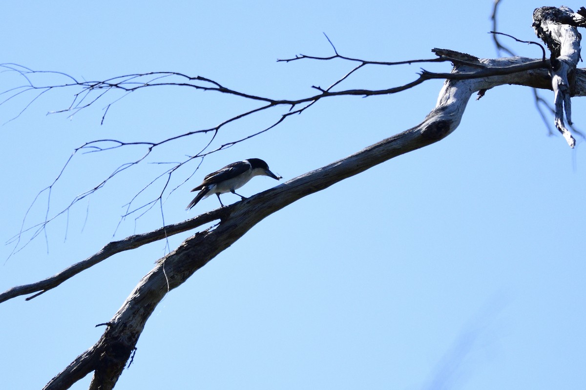 Gray Butcherbird - ML610857442