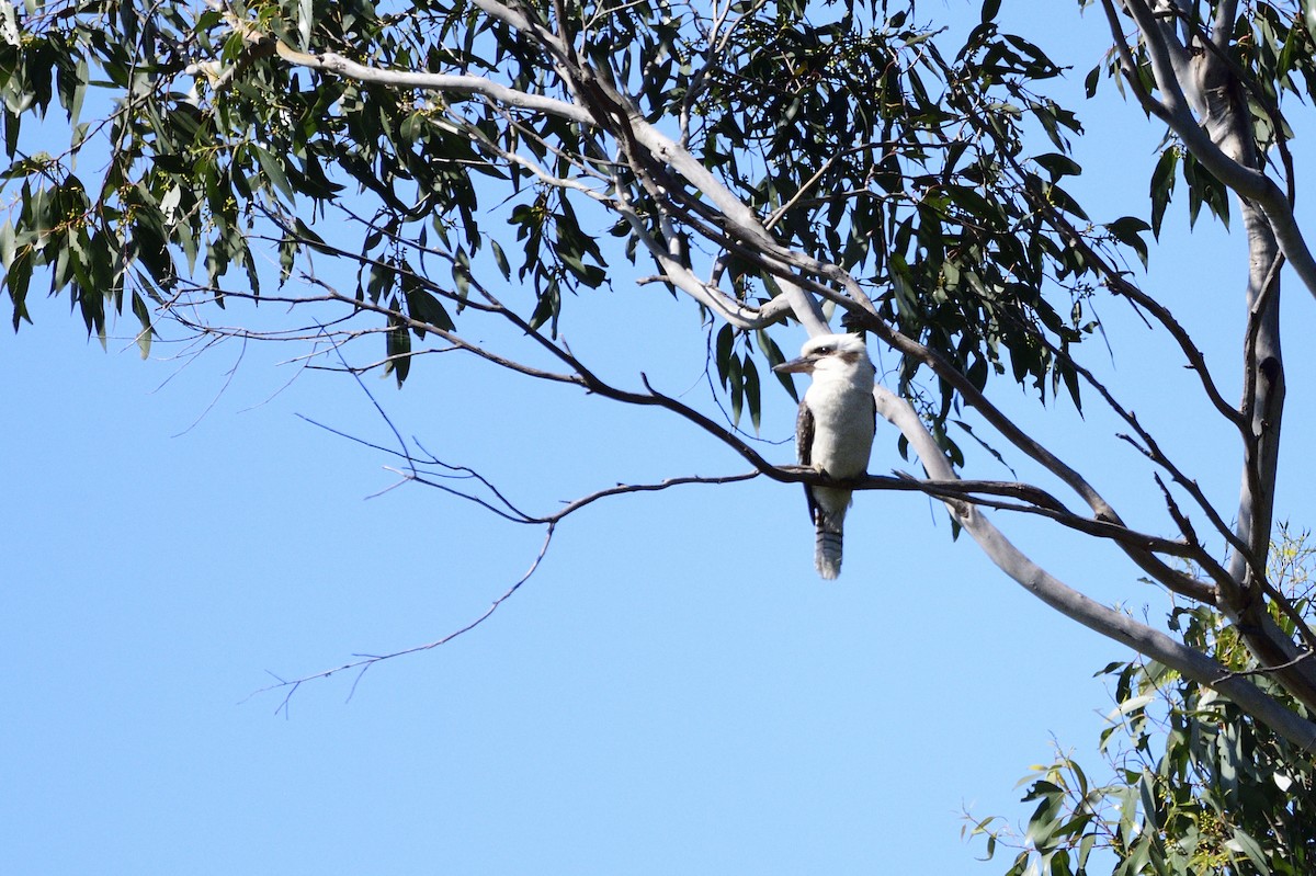 Laughing Kookaburra - ML610857445