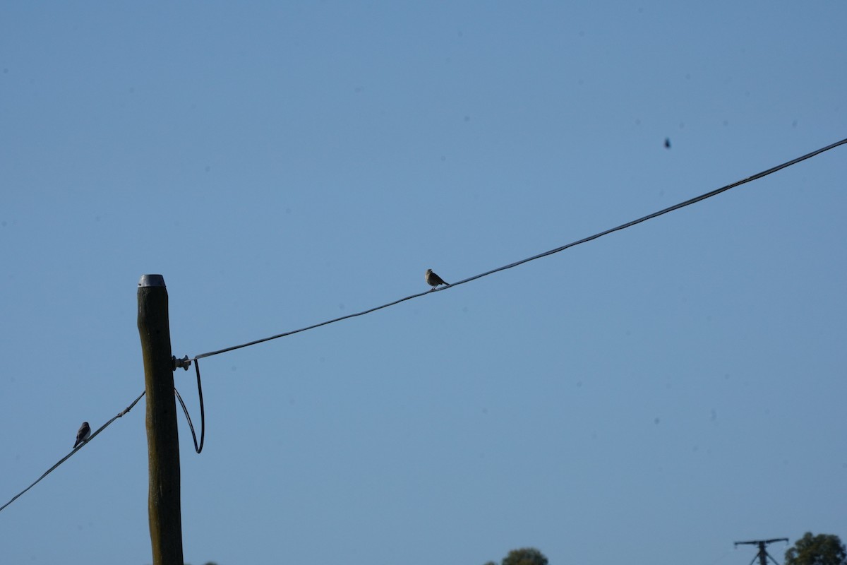 Australian Pipit - ML610857746