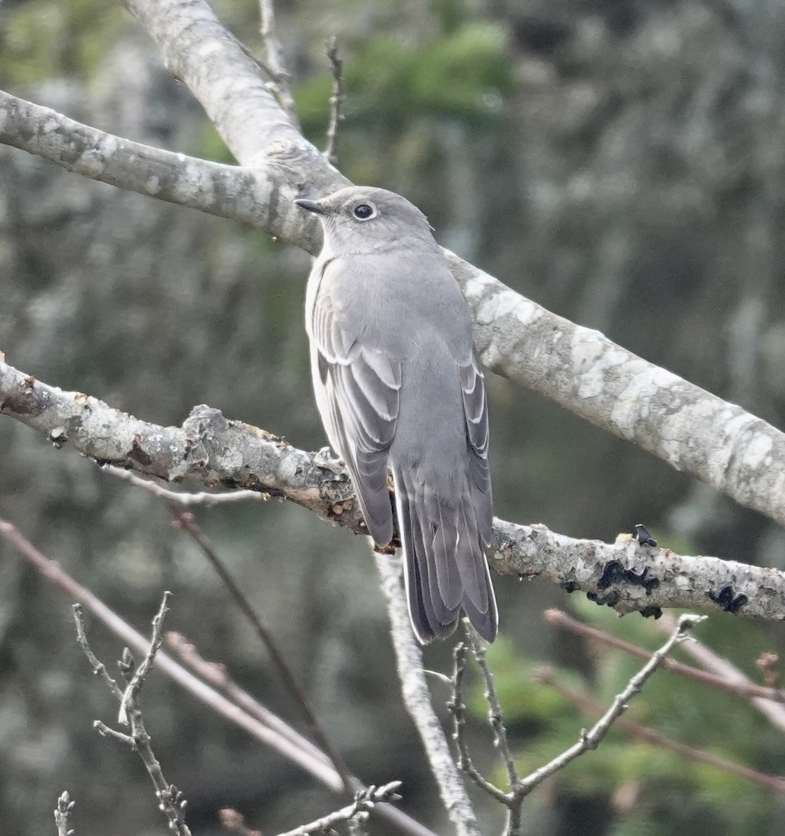 Townsend's Solitaire - ML610857750