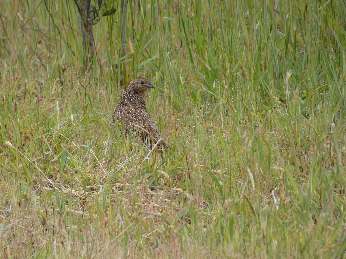 Brown Quail - ML610857765