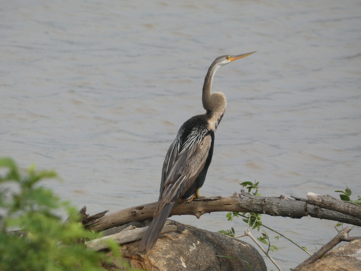 anhinga indomalajská - ML610857795