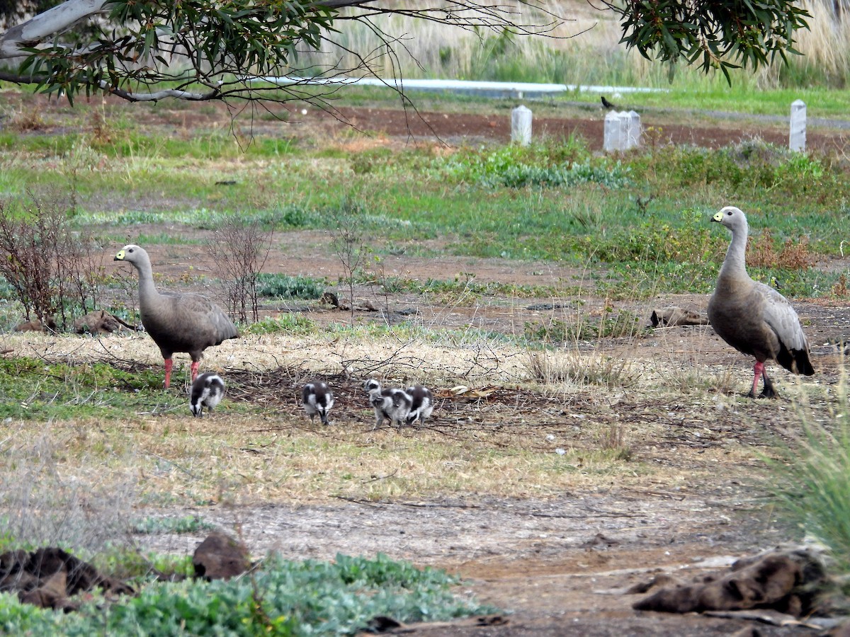 Cape Barren Goose - ML610857861