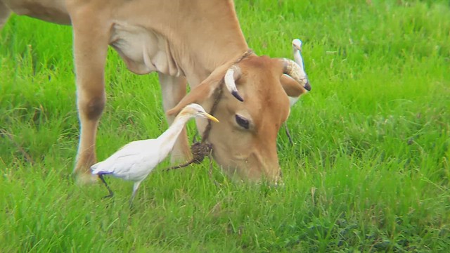 Eastern Cattle Egret - ML610857862