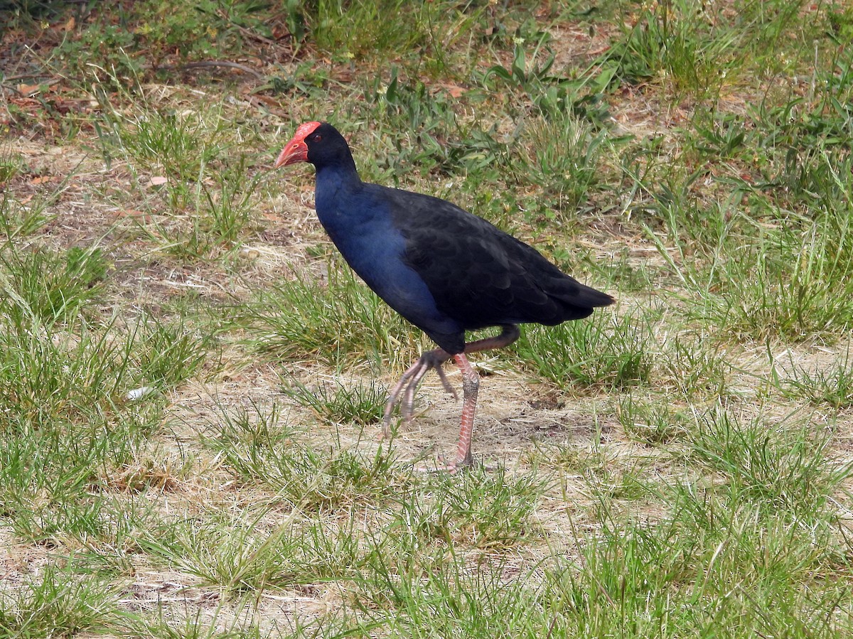 Australasian Swamphen - Kevin Seymour