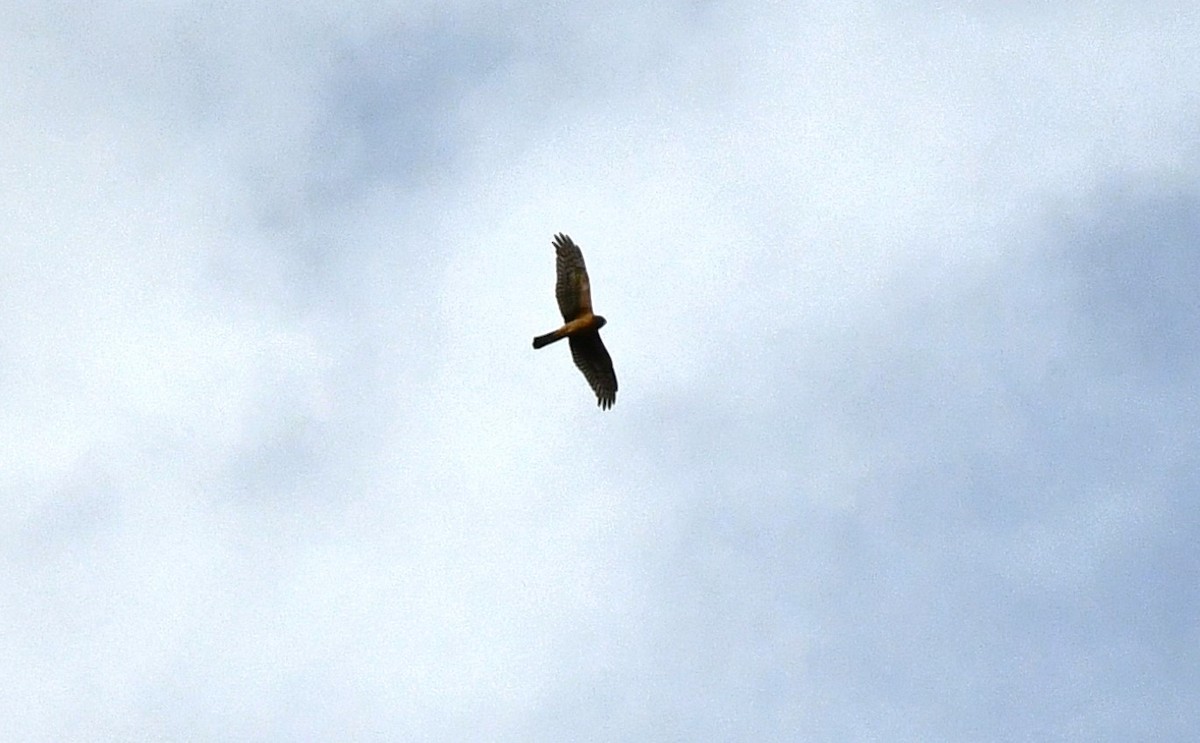 Northern Harrier - ML610857878