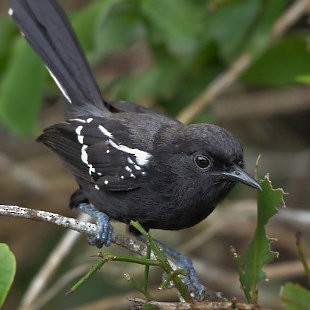 Serraameisenfänger (littoralis) - ML610857913