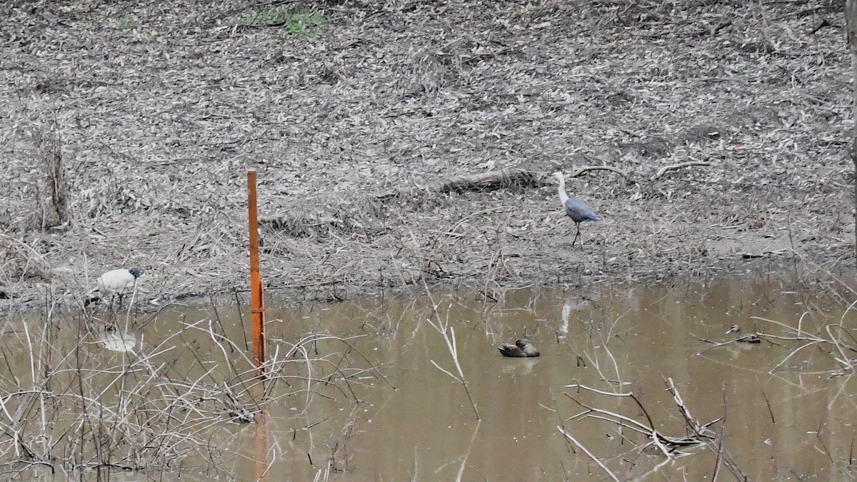 Pacific Heron - ML610857914