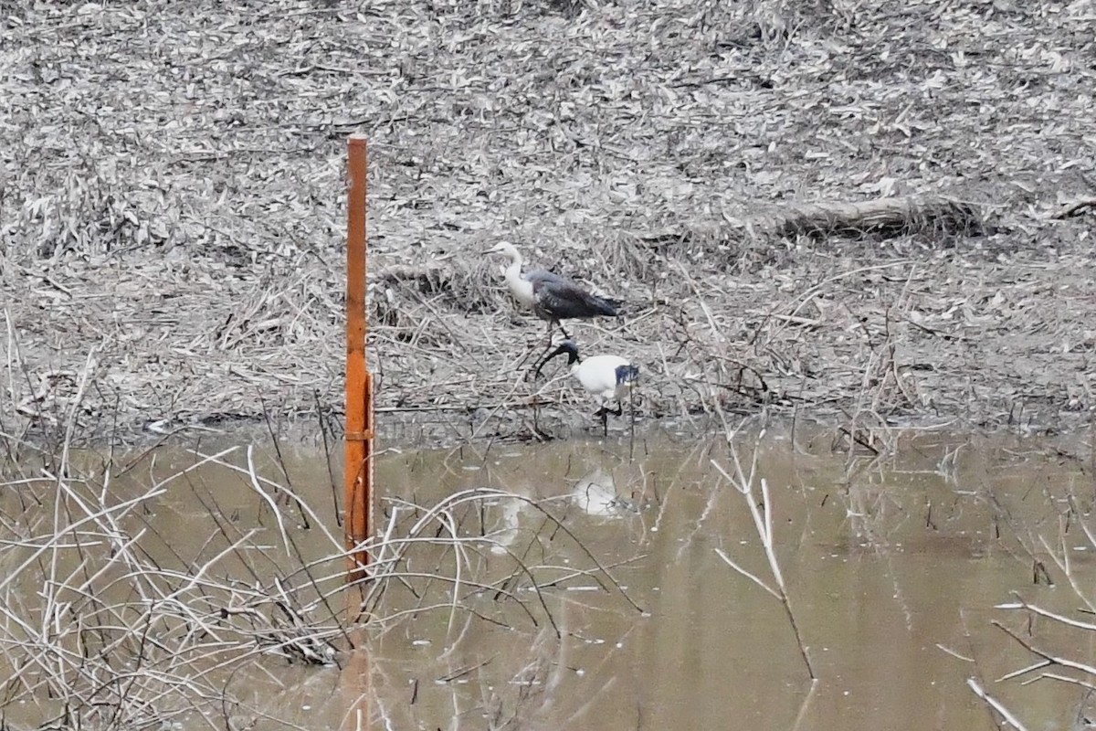 Garza Cuelliblanca - ML610857924