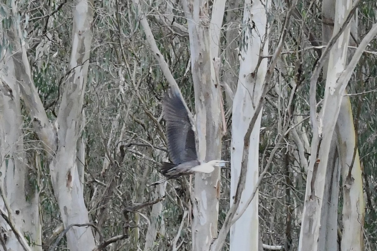 Pacific Heron - ML610857927