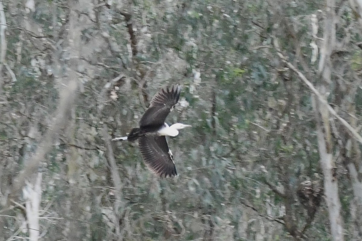 Pacific Heron - ML610857930