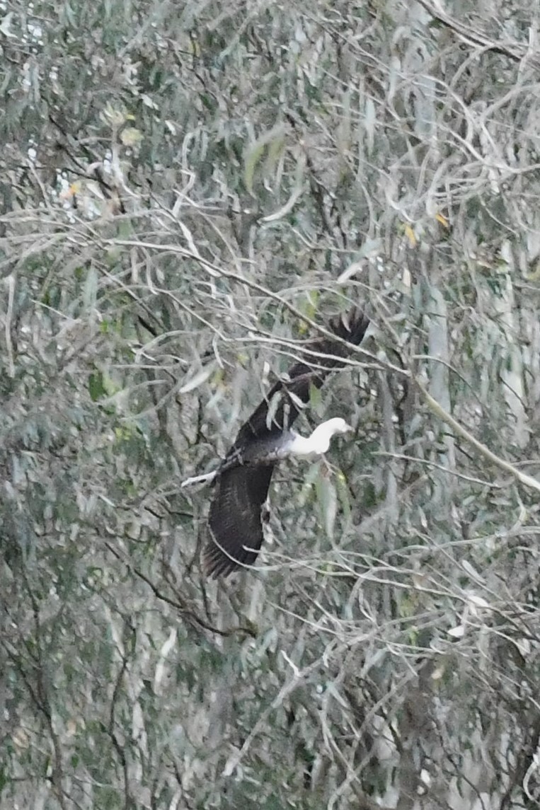 Garza Cuelliblanca - ML610857932