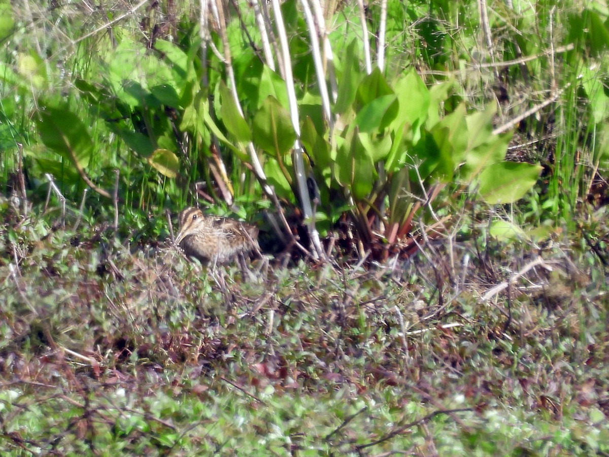 Latham's Snipe - ML610857937