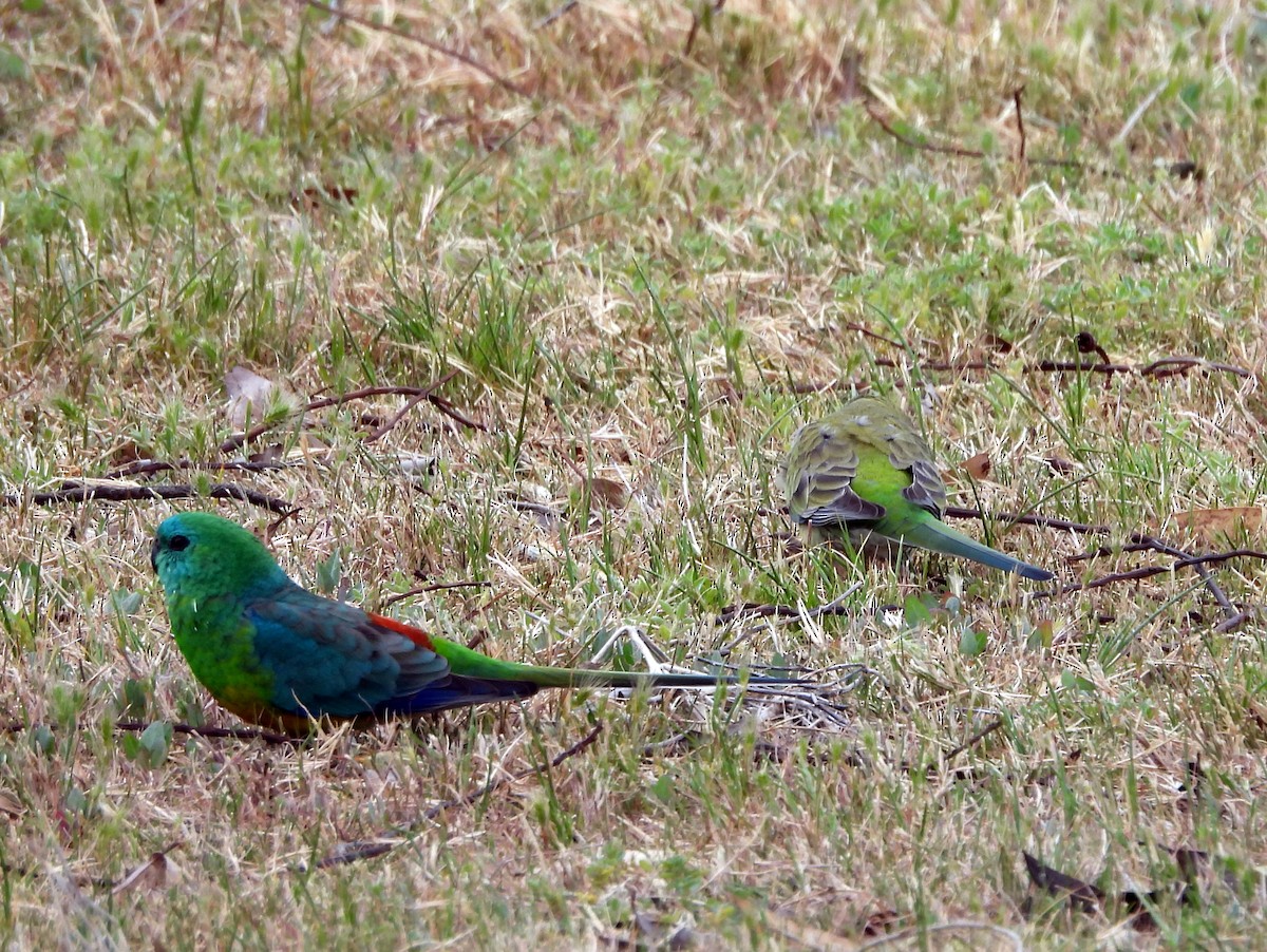 Red-rumped Parrot - ML610857940