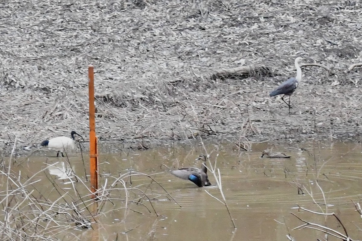 Australian Ibis - ML610857941