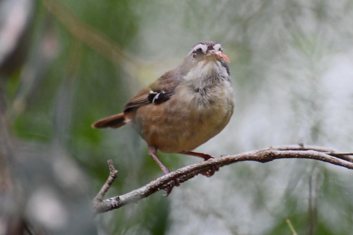 White-browed Scrubwren - ML610857944