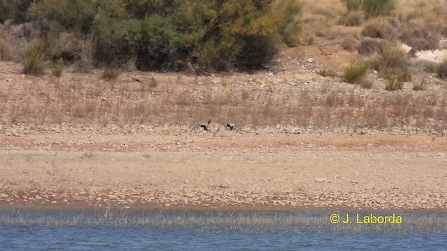 Ganga unibande - ML610858104