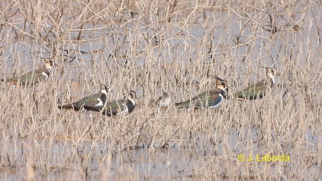 Northern Lapwing - ML610858107