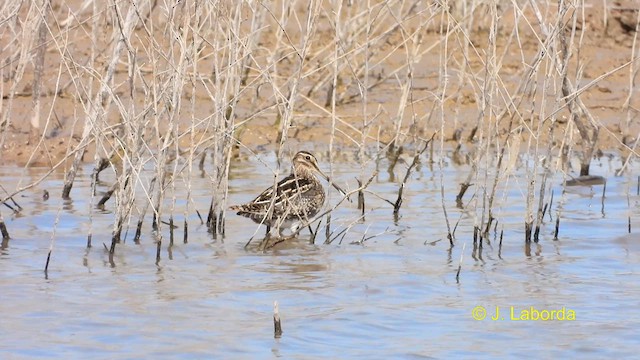 Common Snipe - ML610858110