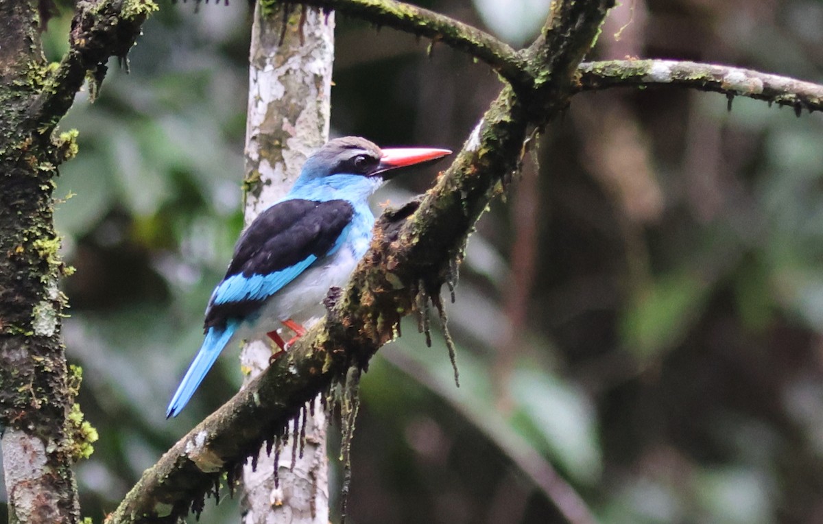 Blue-breasted Kingfisher - ML610858135