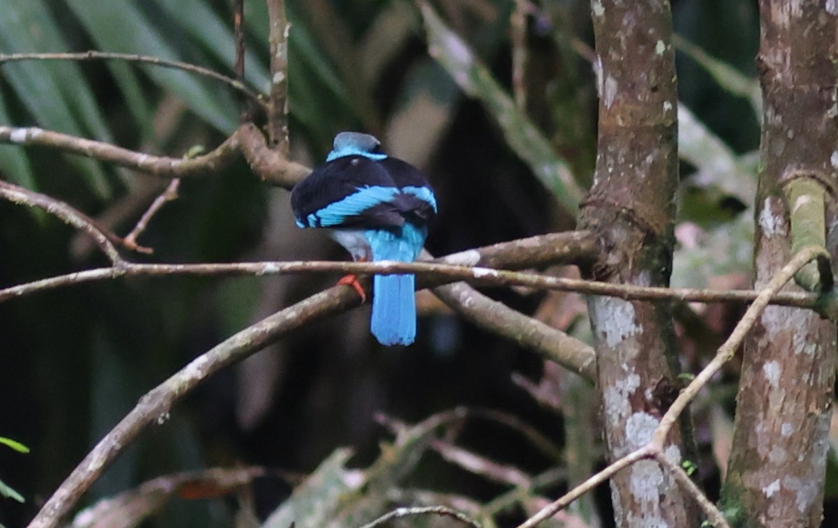 Martin-chasseur à poitrine bleue - ML610858136