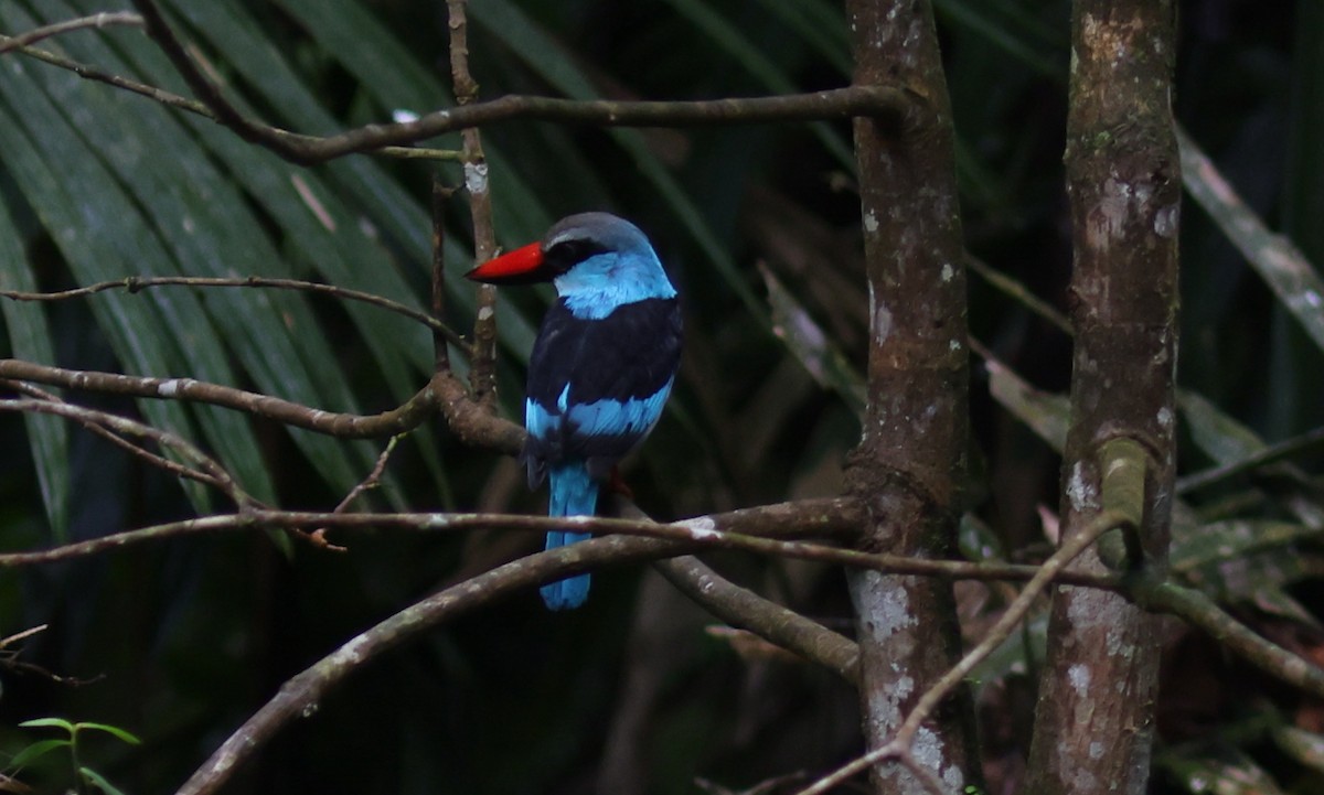 Blue-breasted Kingfisher - ML610858137