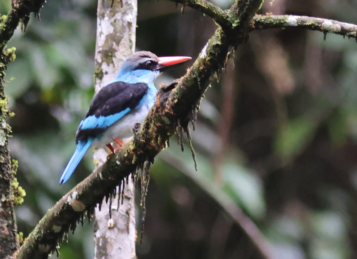Blue-breasted Kingfisher - ML610858138