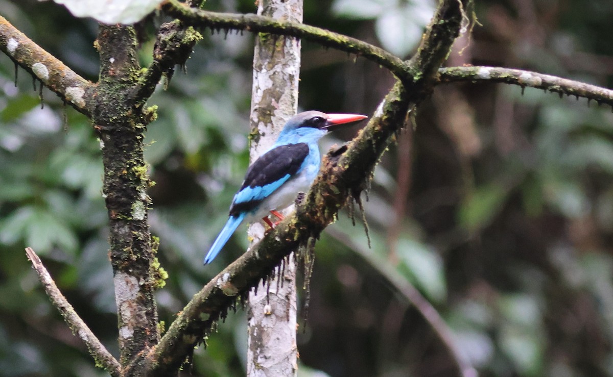 Blue-breasted Kingfisher - ML610858139