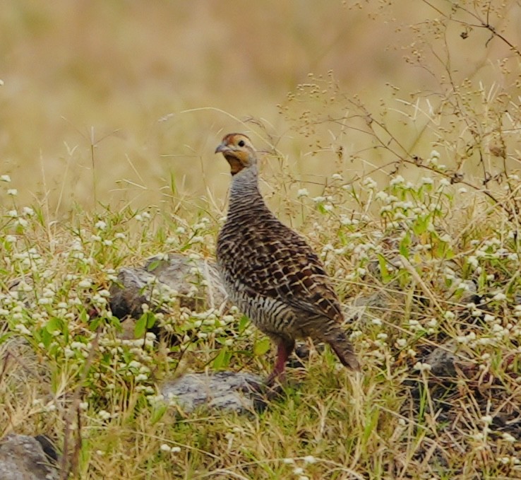 Gray Francolin - ML610858167