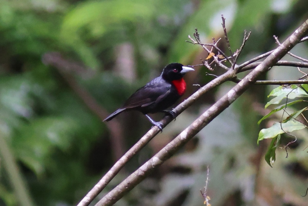 Blue-billed Malimbe - Sea Williams