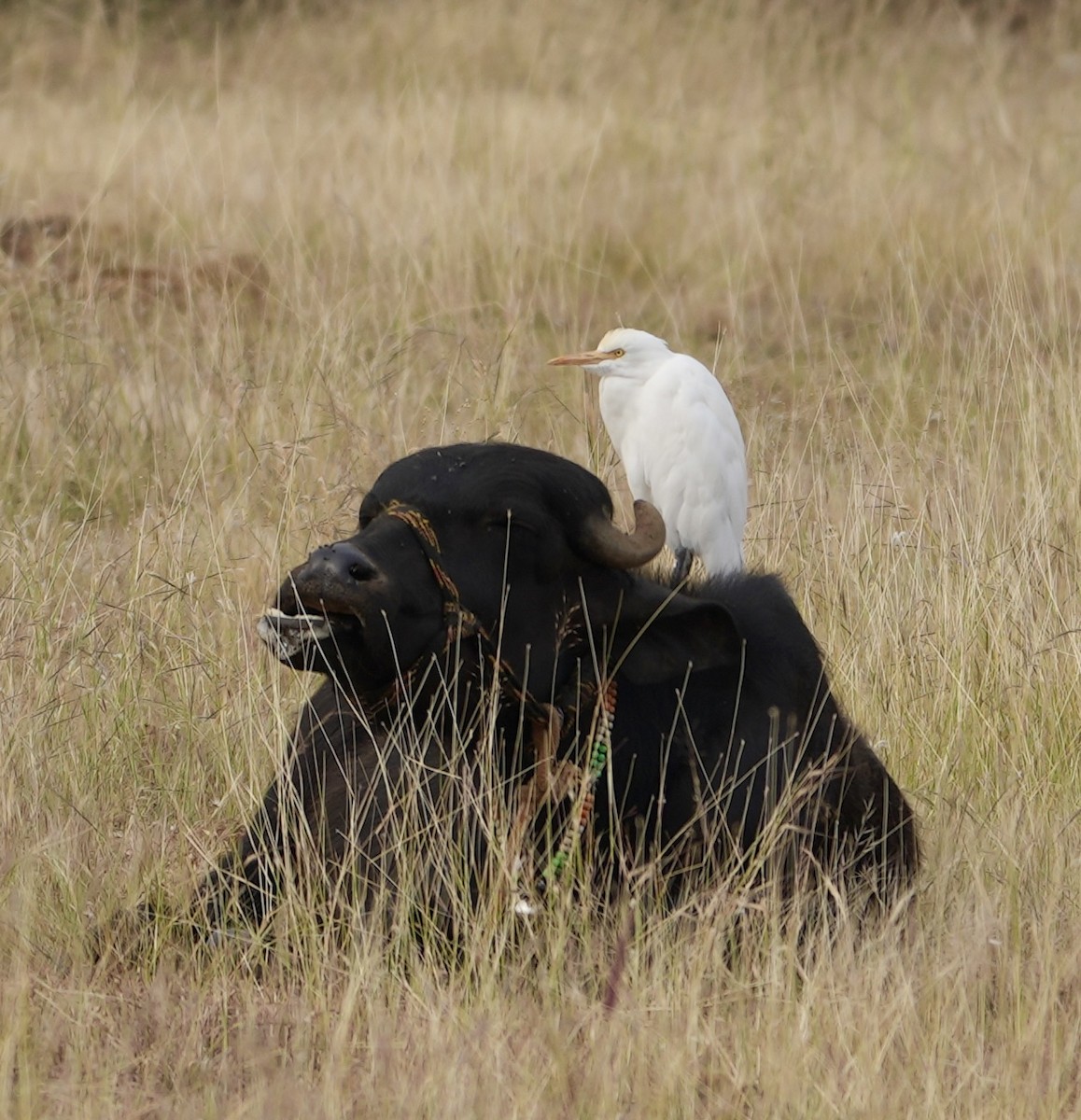 Eastern Cattle Egret - ML610858182