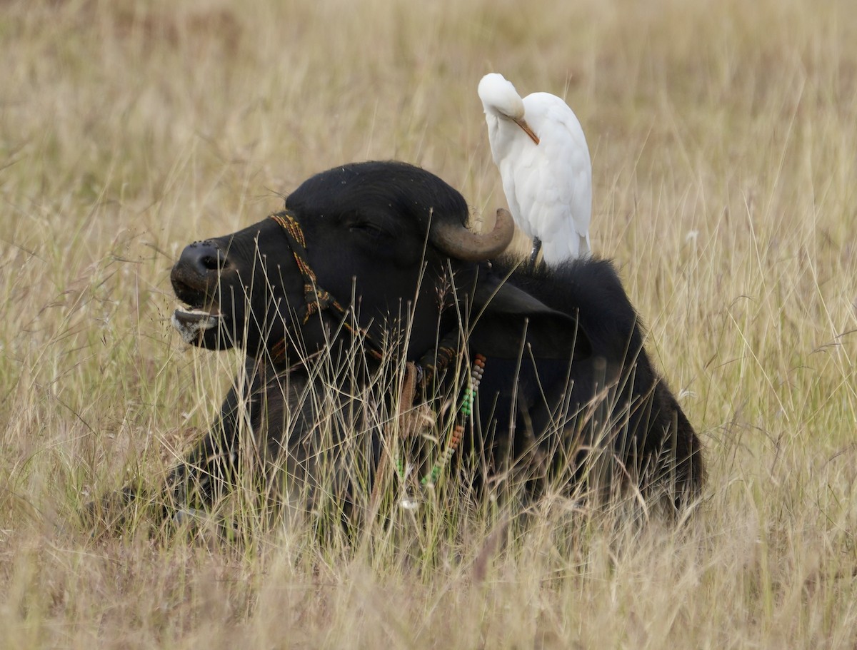 Eastern Cattle Egret - ML610858184