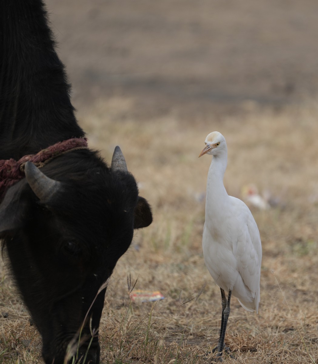 Eastern Cattle Egret - ML610858185