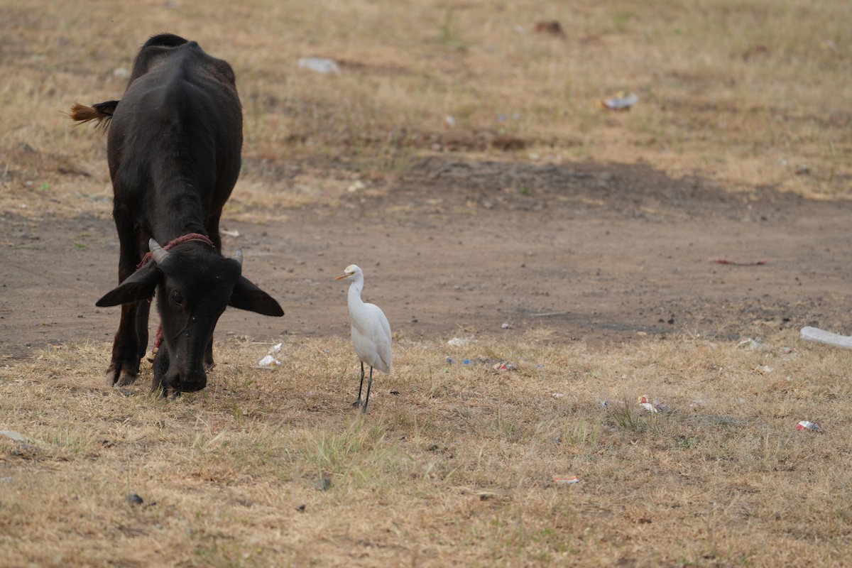 Eastern Cattle Egret - ML610858186