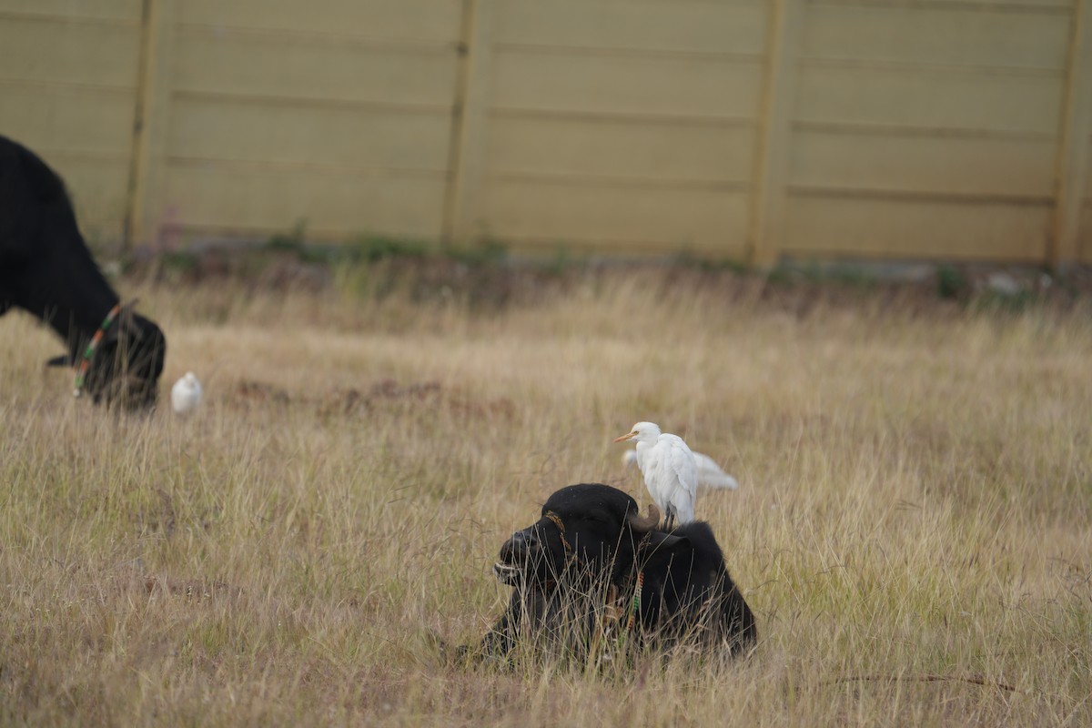 Eastern Cattle Egret - ML610858189