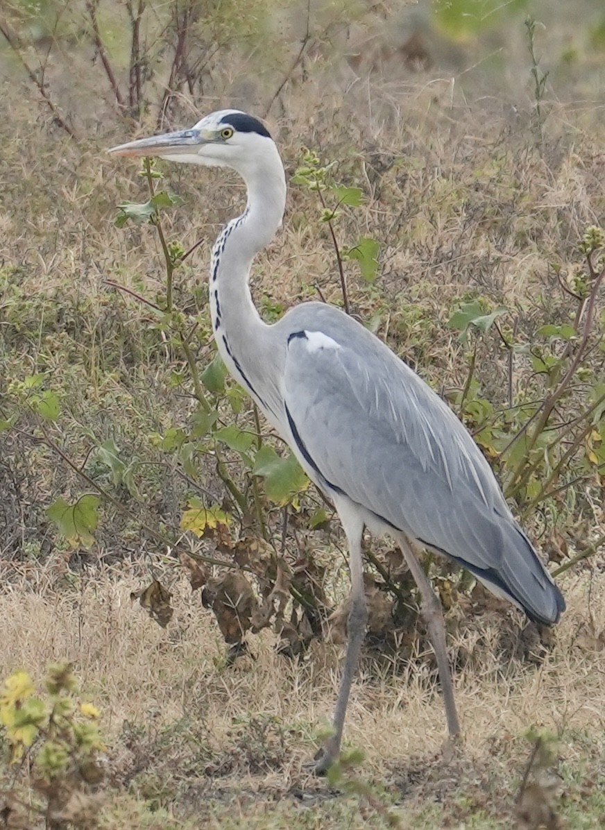 Gray Heron - ML610858207