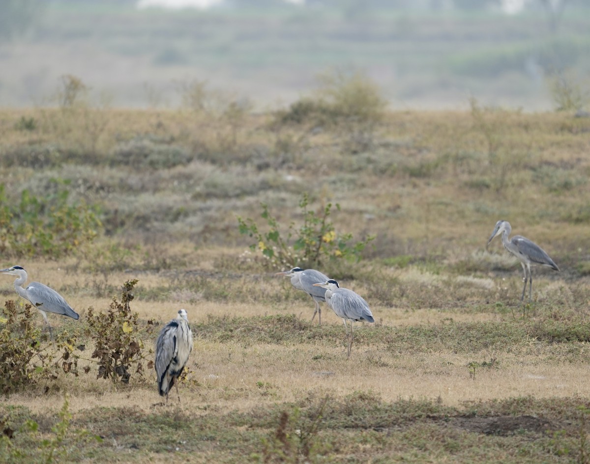 Gray Heron - ML610858208