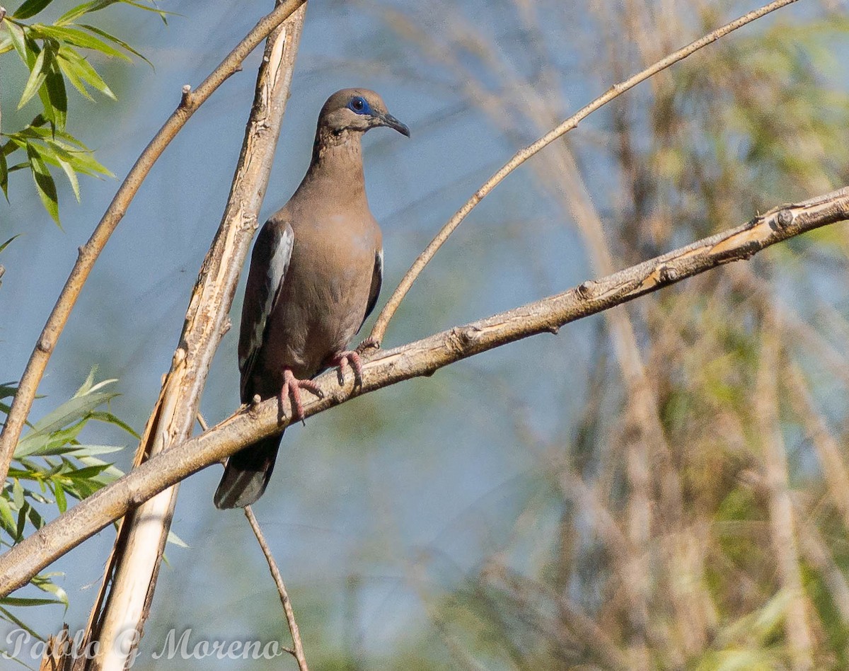 West Peruvian Dove - ML610858221