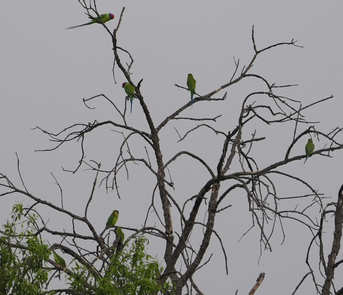 Plum-headed Parakeet - ML610858225