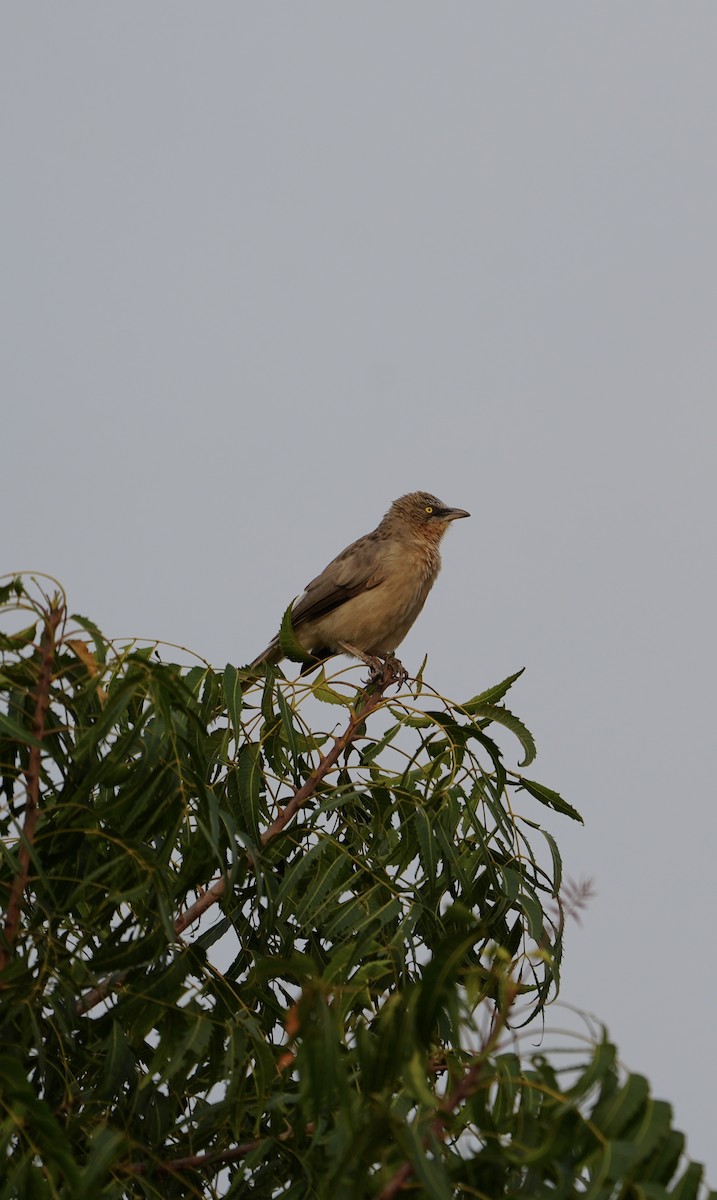 Large Gray Babbler - ML610858235