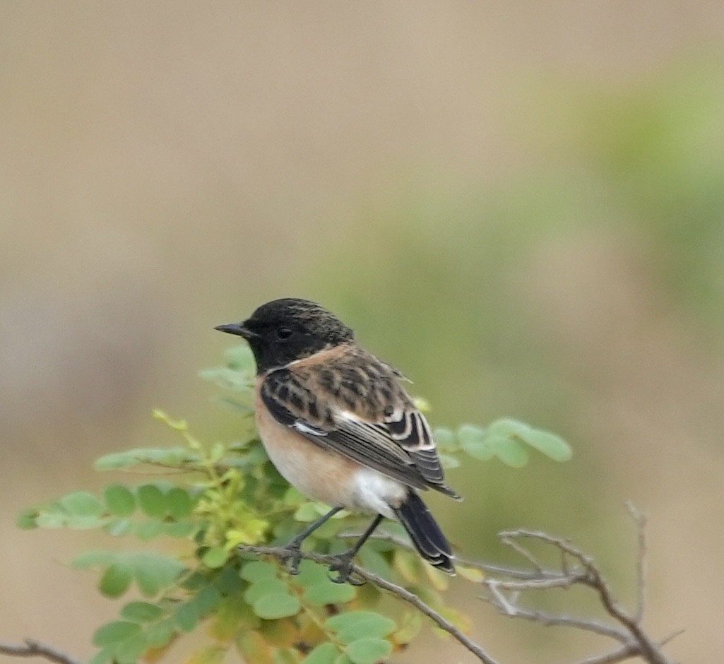 Siberian Stonechat - ML610858247