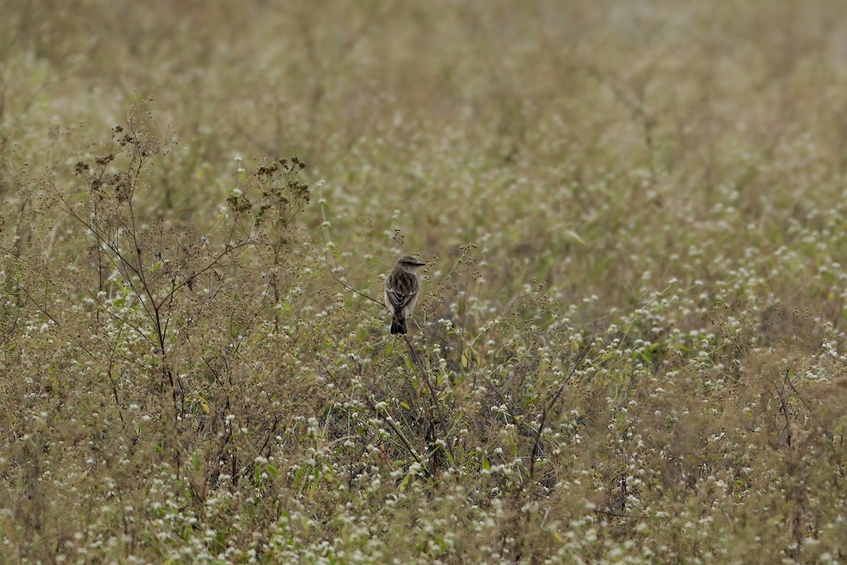 Siberian Stonechat - ML610858248